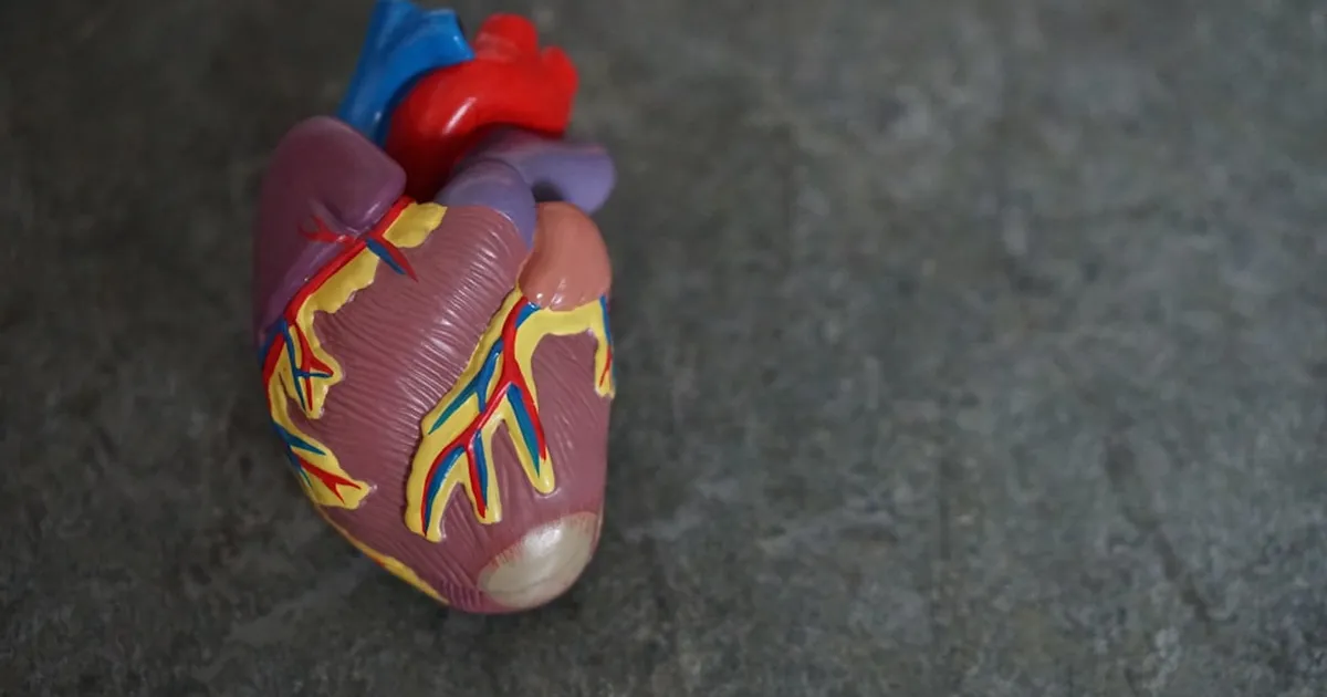 Herzmuskelzellen können nach Infarkt nachwachsen