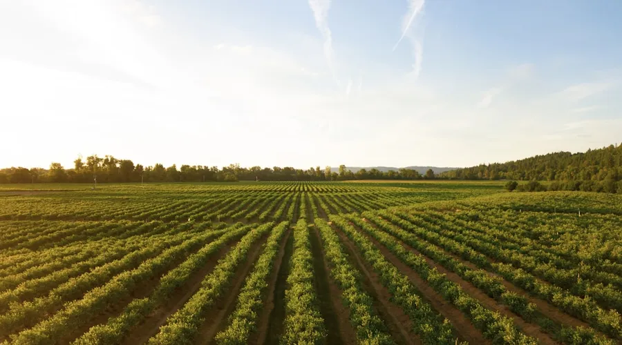 agriculture