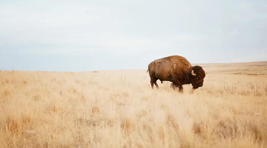 bison