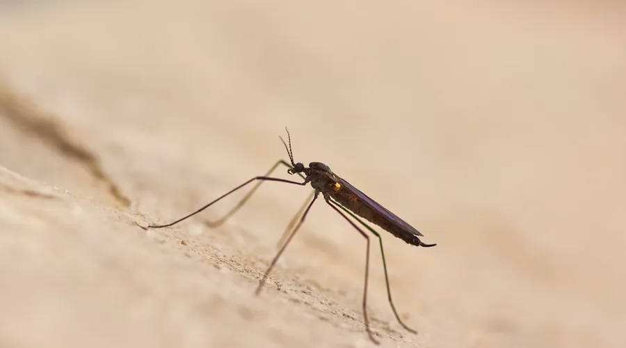 malaria