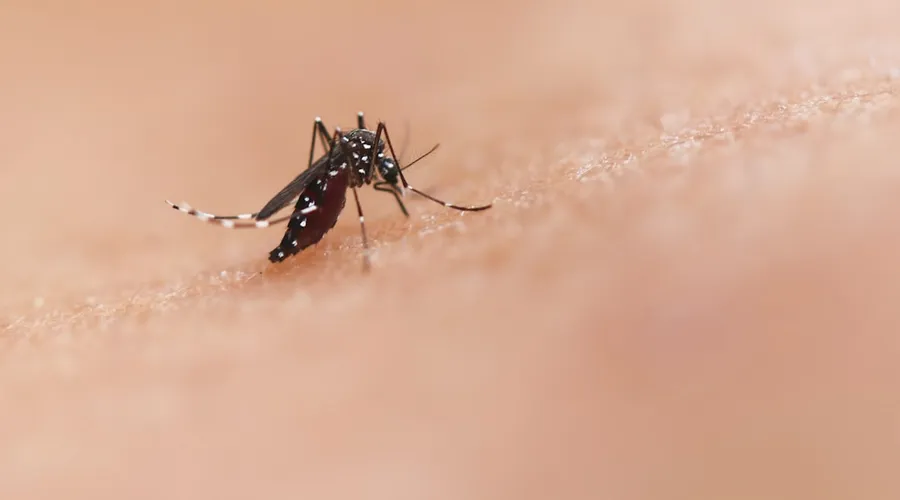 dengue