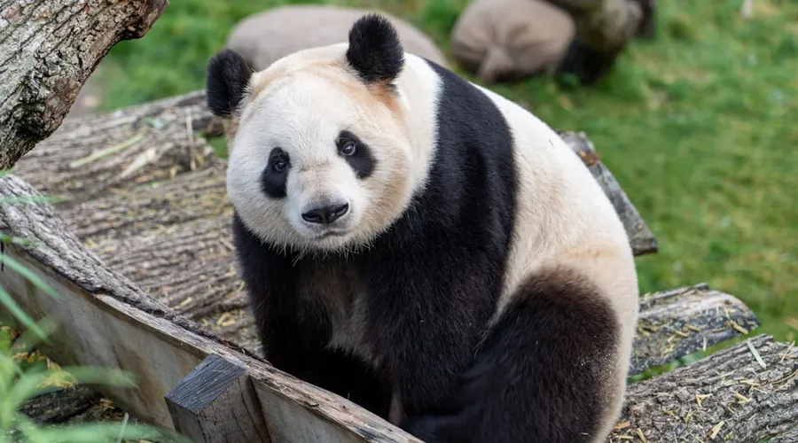 panda