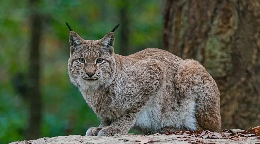iberischer luchs