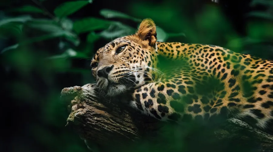 jaguar