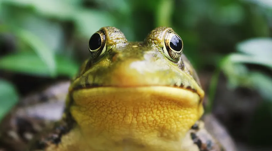 frosch
