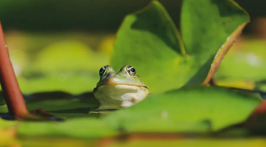 amphibien