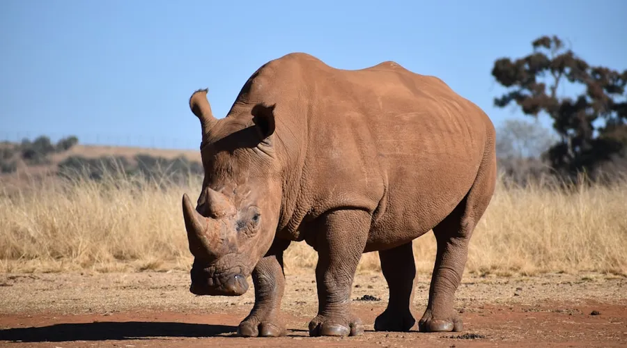 nashorn