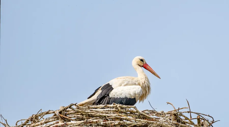 weißstorch