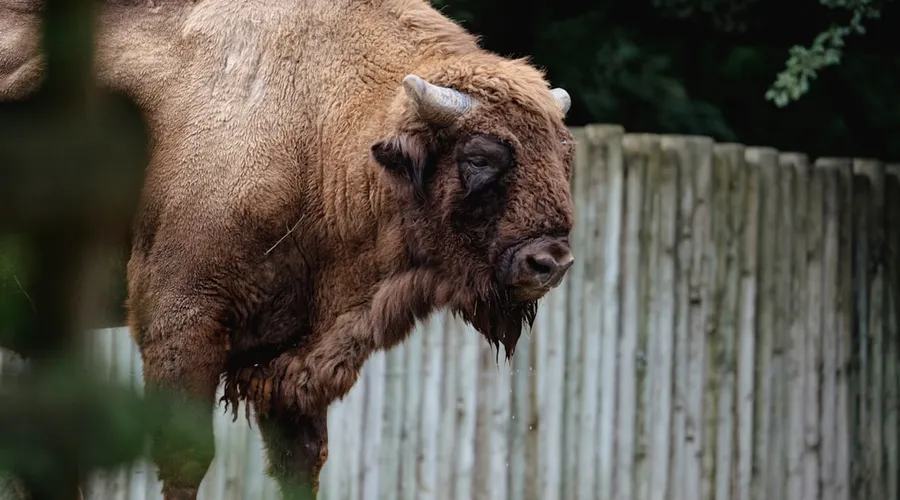 wisent
