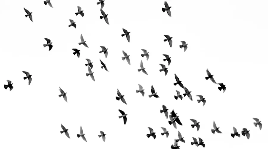 vögel