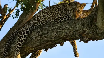 Amurleopard: Von 25 auf 130 in zwei Jahrzehnten