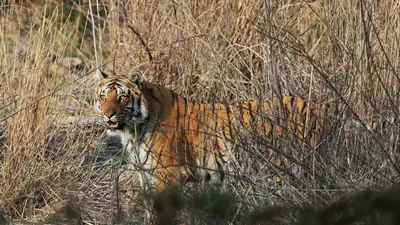 Kasachstan: Erster wildlebender Tiger seit 70 Jahren