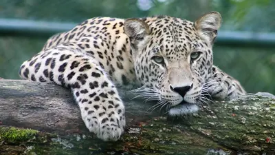 130 statt 30: Wie der Amurleopard gerettet wurde