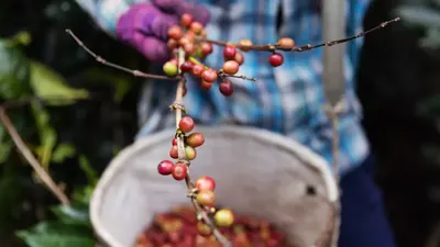 CafeClima: Welche Kaffeesorten dem Klimawandel trotzen