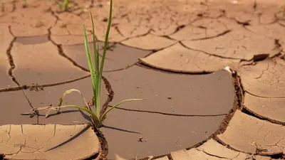Hitze vernichtet Ernte: 600 Millionen Euro Verlust