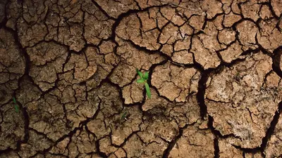 Zweite Hitzewelle 2026: 38 Grad und entwaldete Städte