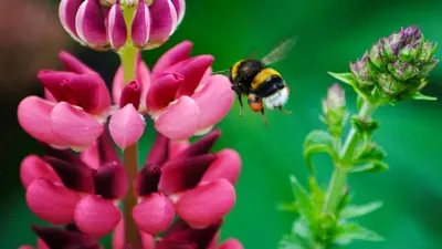 Hummeln lösen spontan Probleme: Erstfund bei Insekten