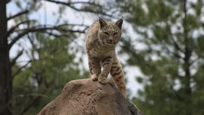 Iberischer Luchs: Von 62 auf 2.663 Tiere