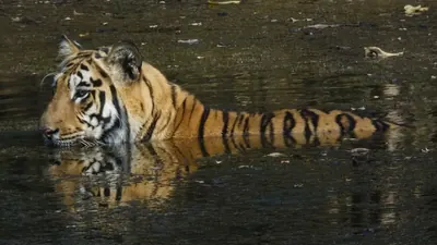 Von 121 auf 355: Nepal verdreifacht seine Tiger