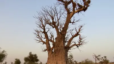Niger begrünte 5 Millionen Hektar ohne Pflanzung