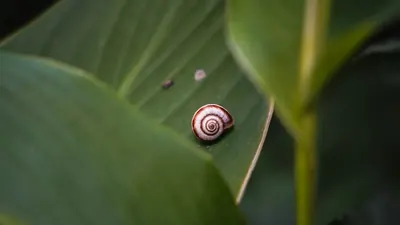 Eine Baumschnecke kehrt auf Moorea in die Wildnis zurück