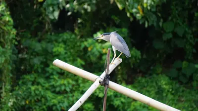 Philippinen: 58 Wildtiere erfolgreich ausgewildert