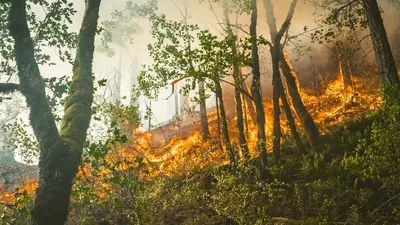 Waldbrandfläche könnte sich in Europa fast verdreifachen