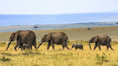 Kruger-Elefanten: Von 8.000 auf 31.000 in drei Jahrzehnten