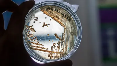 Erste synthetische Zelle mit vollständigem Lebenszyklus