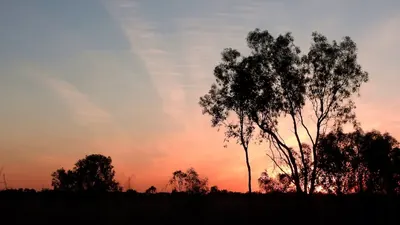 Streifenbeutelchen: Rückkehr in die Wildnis Australiens
