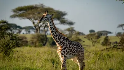 300 Wissenschaftler: Wildschutz muss in die Klimapläne